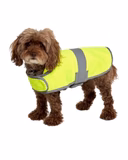 Dog wearing hi-viz vest